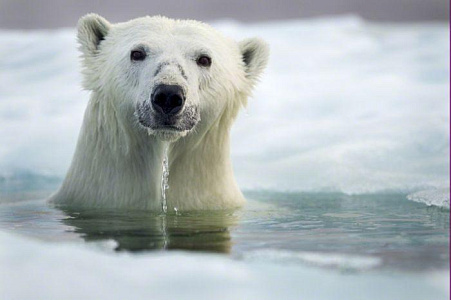 «Белые полярные медведи»