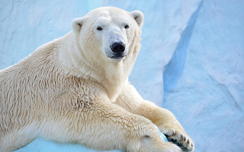 Литературно-экологическая мозаика «В гости к белому медведю»